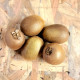 kiwi bio cat1 fr