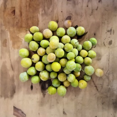 Prune jaune japan