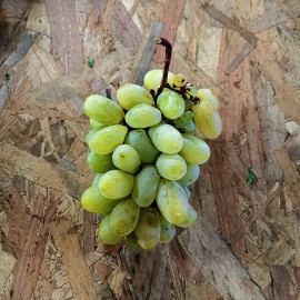Raisin Blanc variété sans pépin bio fr 