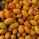 kumquat