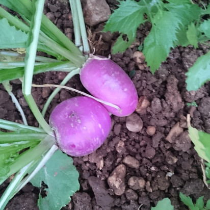 Navet violet botte bio