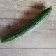 Concombre noa bio