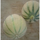 Melons charentais