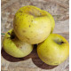 Pomme Granny smith  bio Demeter