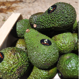 Avocat