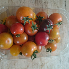 Tomate cerise meli mélo bio