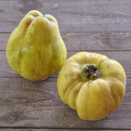 Coing issue de l'agriculture biologique