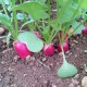 radis rose issus de l'agriculture bio