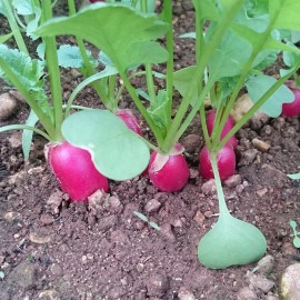 radis rose issus de l'agriculture bio