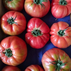 Tomate Rose