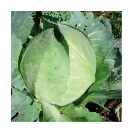 Chou VERT lisse