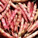HARICOT COCO rouge