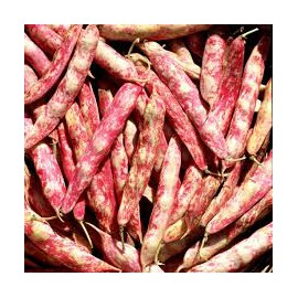 HARICOT COCO rouge