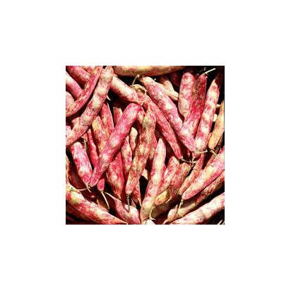 HARICOT COCO rouge