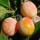 Prunes jaune bio