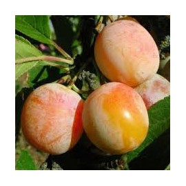 Prunes jaune bio