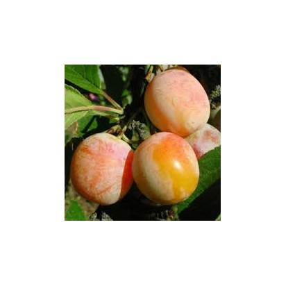 Prunes jaune bio