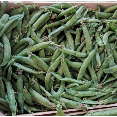 Petit pois