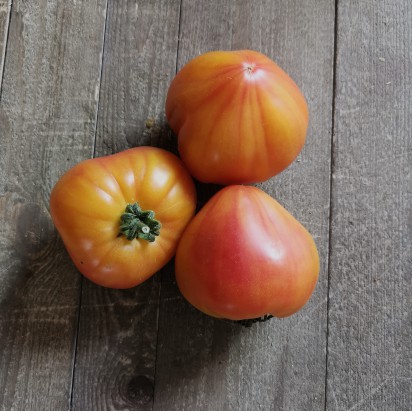 Tomate Ananas bio