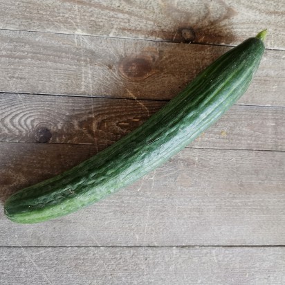 Concombre bio