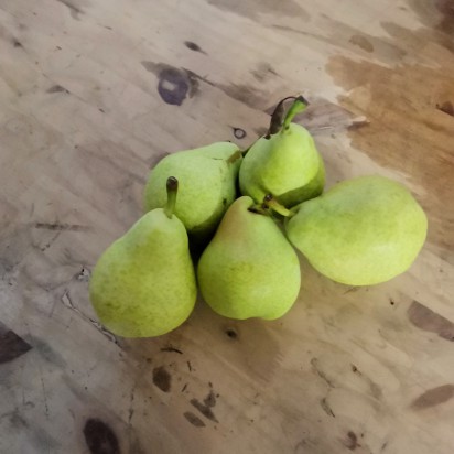 Poire Guyot