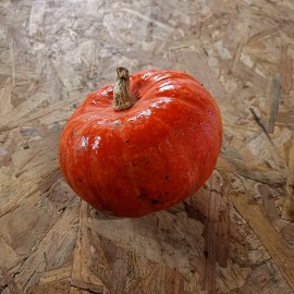 Courge potimarron BIO cat2 fr