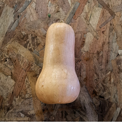 Courge potimarron
