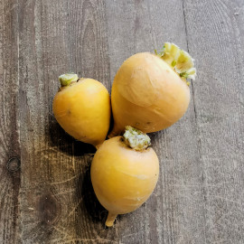 Navets longs ou rond