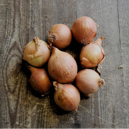 Oignon sec Jaune BIO