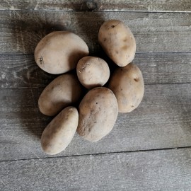 Pomme de terre kuroda BIO