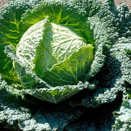 Chou frisé bio