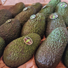 Avocat issu de l'agriculture biologique Fr cat1