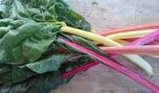 petite astuce pour cuisiner les blettes de couleur