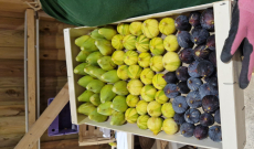 c'est la rentr&eacute;e au milieu des figues