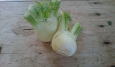 Velouté de fenouil