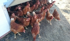 enfin des oeufs Bio à vendre