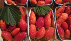 le printemps est de retour dans notre panier