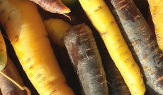 Les carottes seront de couleurs 