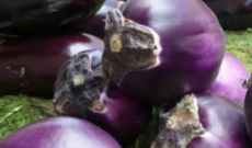 Aubergine de Sicile ou comment revisiter une pizza