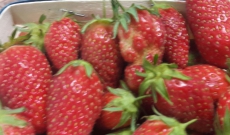les fraises pointent le bout du nez