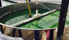 la spiruline et le bio . est ce un mensonge ? qu'en penser ?