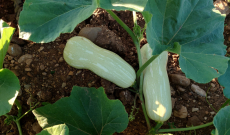 les courges qui feront le bonheur de nos soupes d 'hiver