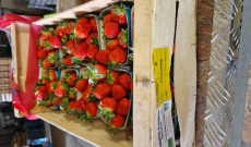 les fraises pointent leur nez