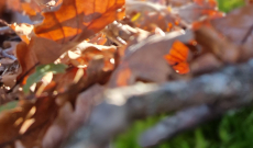 Automne